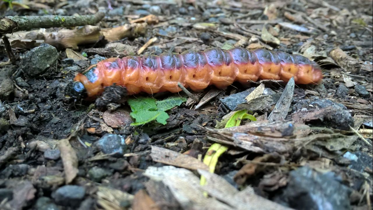 share2016-05-22-de1cc4d9dbd38eb7a5b5702c3d652c524c74bda54994687d94b274ce885cfa0a-Picture